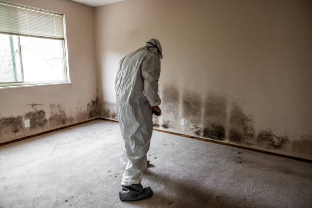 Why You Should Choose Our Mold Remediation Services in Holyoke, MA